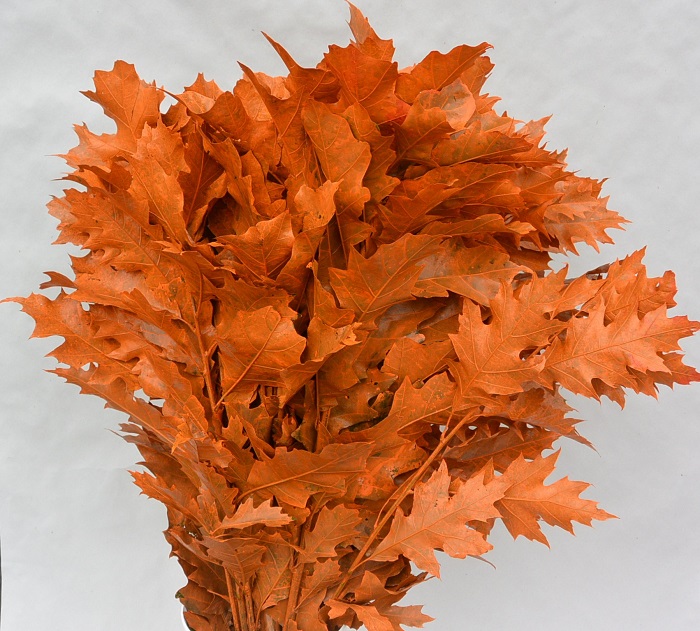 OAKLEAVES